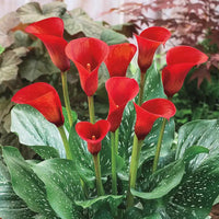 Calla Lily Random Color Bulb