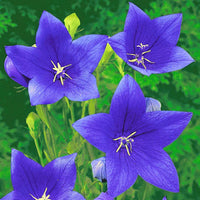 Blue Balloon Flower