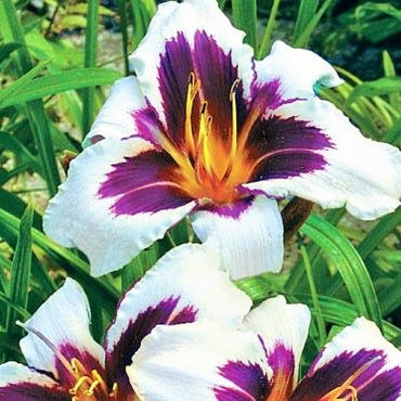 Wild Horses Reblooming Daylily