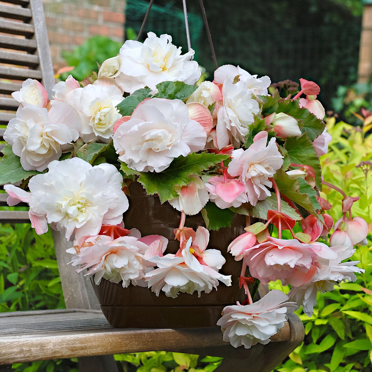 Angelique Hanging Begonia