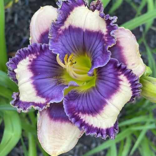 Answering Angels Reblooming Daylily