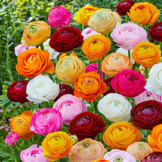 Tomer Dwarf Ranunculus Mixture