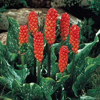 Arum italicum