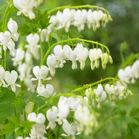 White Old-Fashioned Bleeding Heart