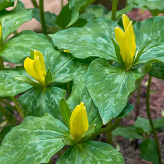 Yellow Trillium