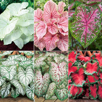 Tropical Caladium Collection