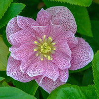 Wedding Crasher Double Hellebore