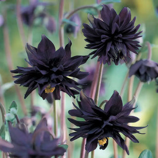 Black Barlow Columbine