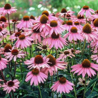 Purple Coneflower Super Sak