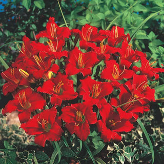 Little Business Reblooming Dwarf Daylily