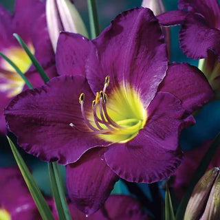 Purple de Oro Dwarf Reblooming Daylily