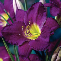 Purple de Oro Dwarf Reblooming Daylily