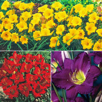 Breck's Dwarf Reblooming Daylily Collection