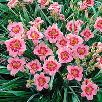 Strawberry Candy Dwarf Reblooming Daylily