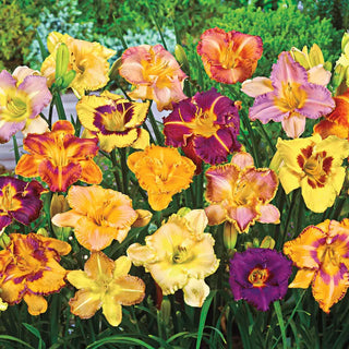 Daylily Lovers Blend