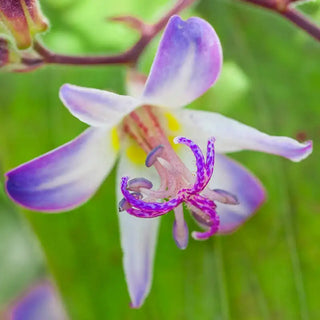 Tojen Toad Lily