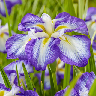 Carrot Cake Dinner Plate Japanese Iris