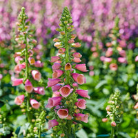 Arctic Fox Rose Foxglove