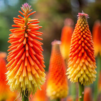 Alcazar Red Hot Poker