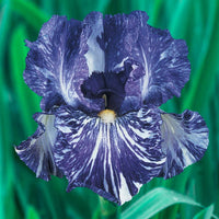 Batik Bearded Iris Seeds