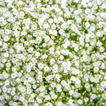 White Baby's Breath