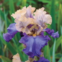 Triple Dip Reblooming Bearded Iris Seeds