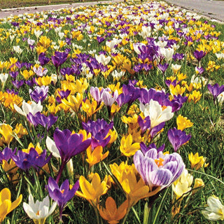 2 Months of Flowering Crocus Seeds