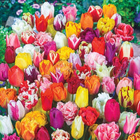 2 Months of Spring Carnival Tulip Mixture Seeds