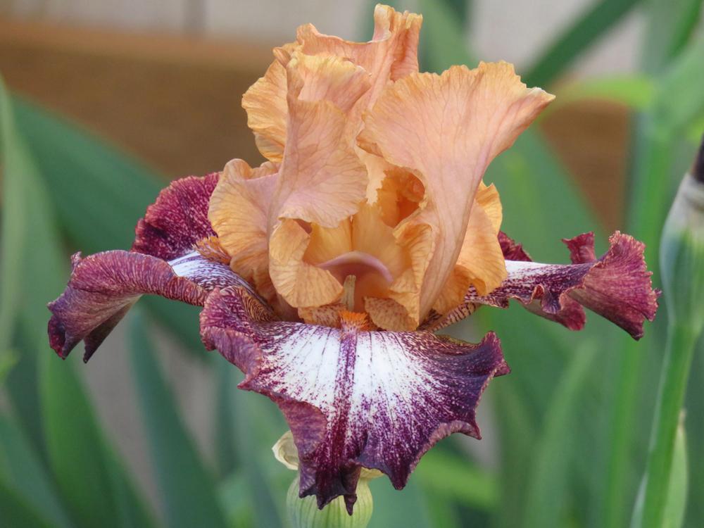 Undercurrent Bearded Iris