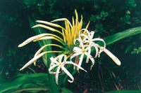 Crinum Amoenum Bulbs