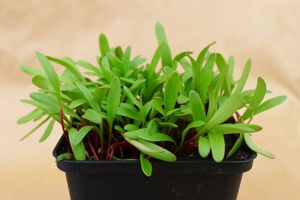 Beet, Yellow – Microgreen Seed