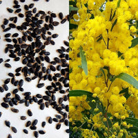 Golden Mimosa Seeds Acacia Baileyana Yellow Wattle Tree Flower S