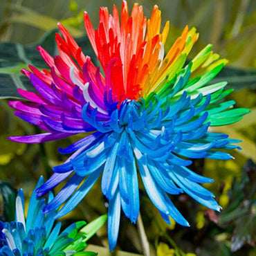 Rainbow Chrysanthemum Flower Seeds Rare Color Home Garden Seeds