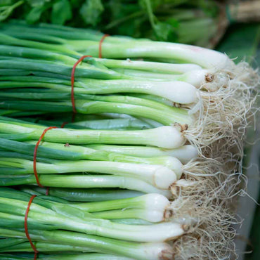 Spring Cut Bunching Onion Vegetable Seeds