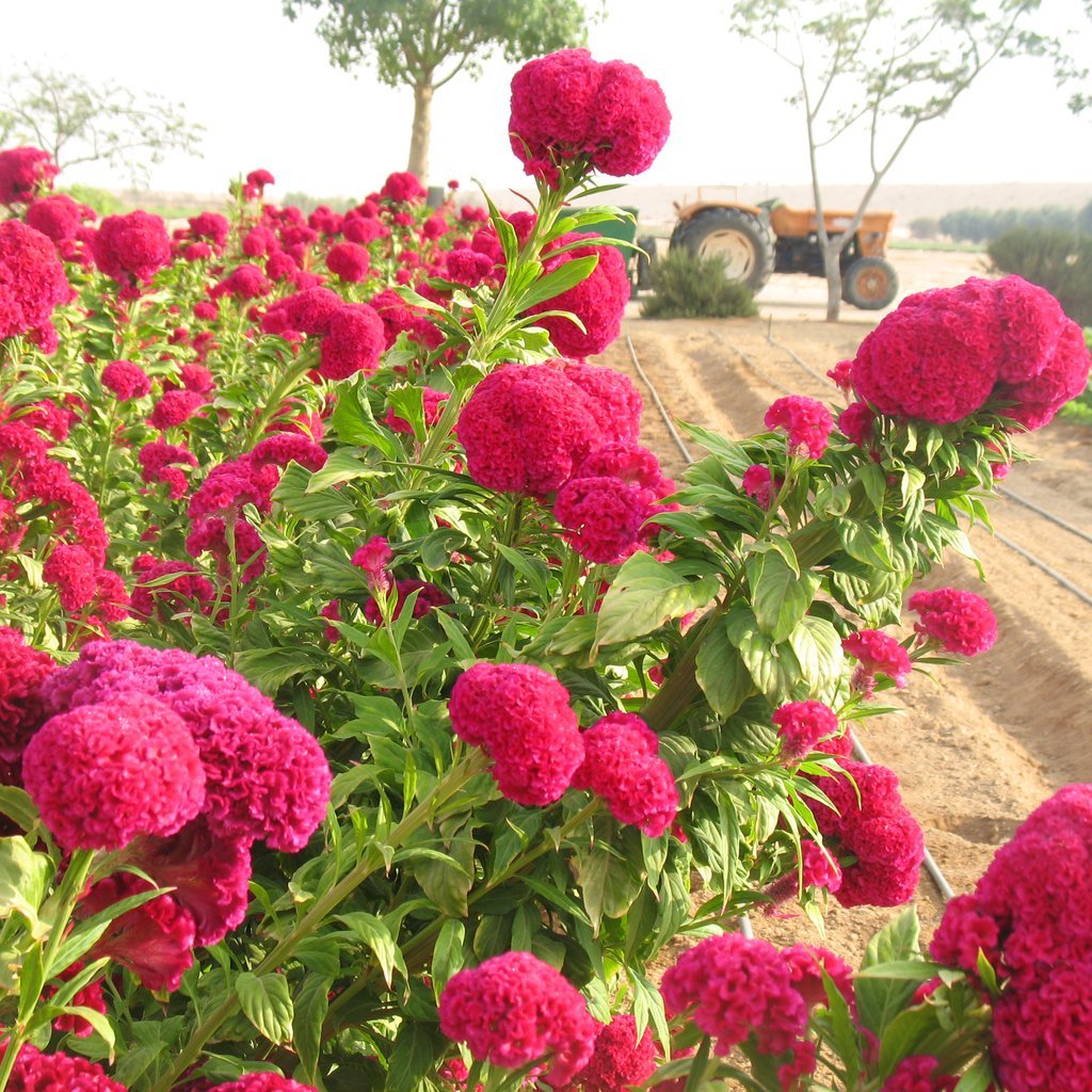 Celosia Chief Dark Rose Organic