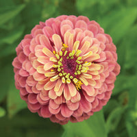 Queeny Red Lime – Zinnia Seed