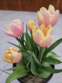 Mango Charm – Tulip