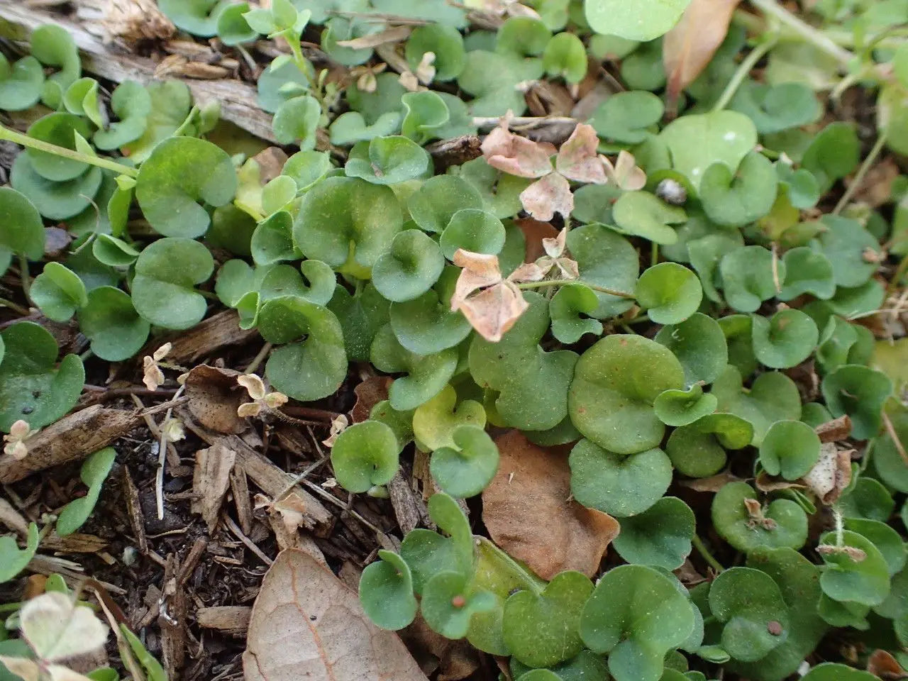 Dichondra