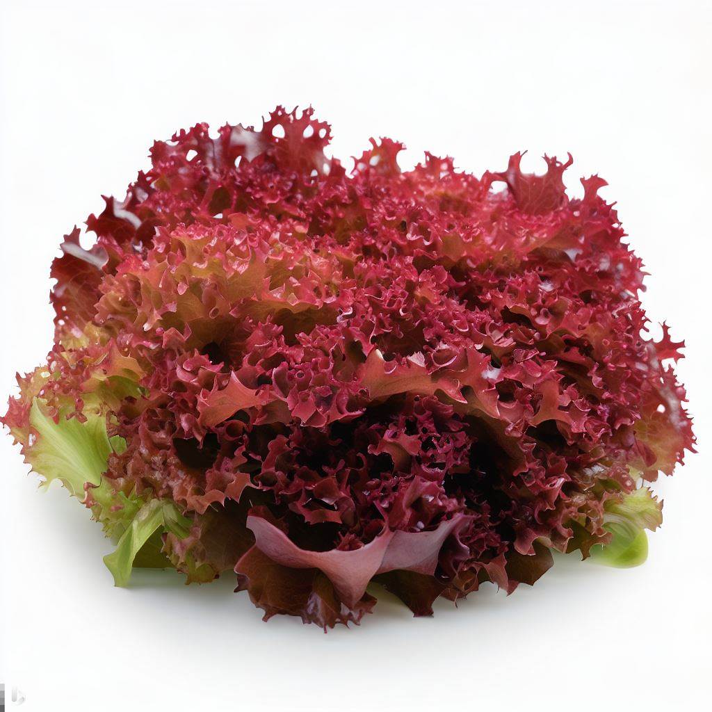 Lettuce- Lollo Rosso