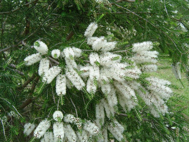 White Japanese Bottlebrush