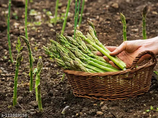 Asparagus Vegetable Seeds