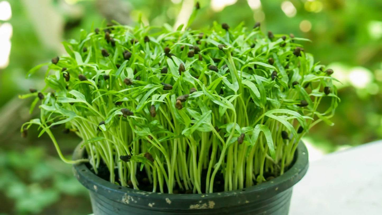 Spinach - Organic Microgreen Seeds