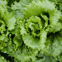 Lettuce- Black Seeded