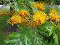 Grevillea Robusta  Tree Seeds