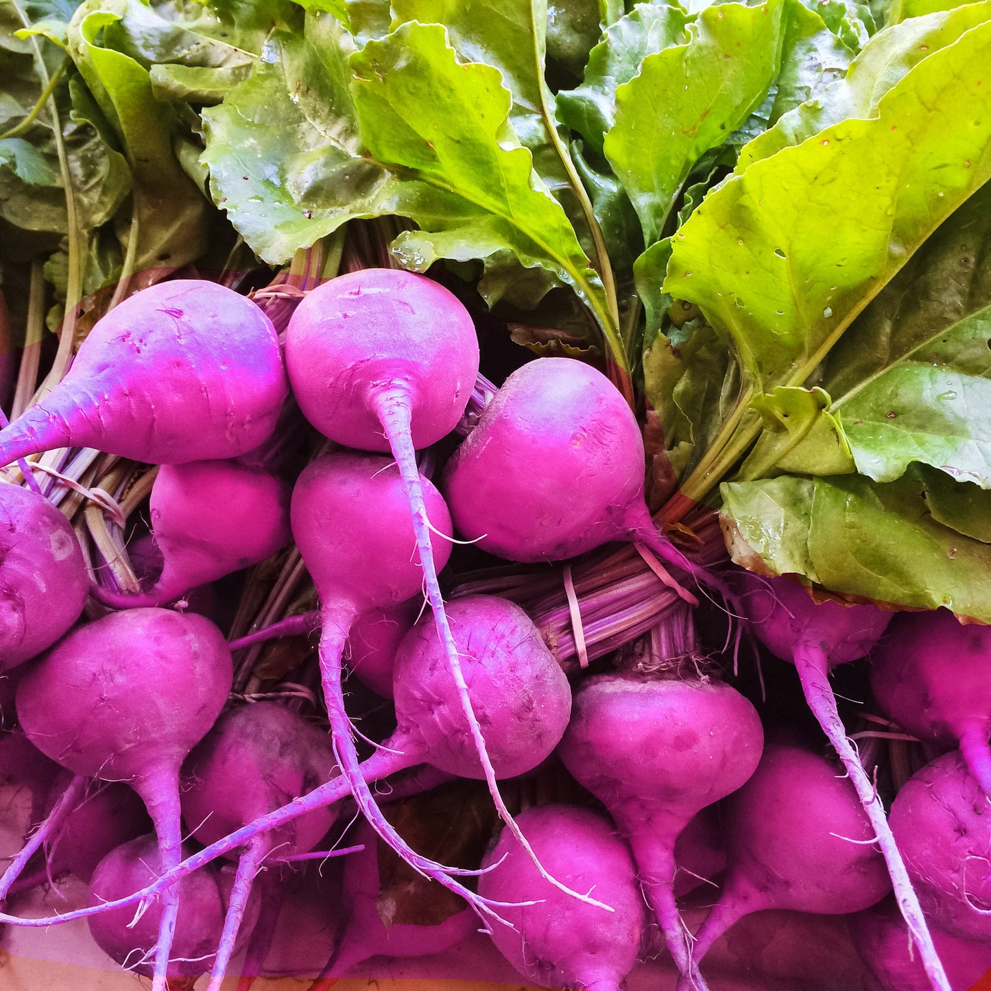 Radish- Purple Plum