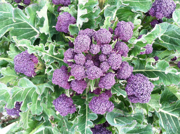 Broccoli- Purple Sprouting