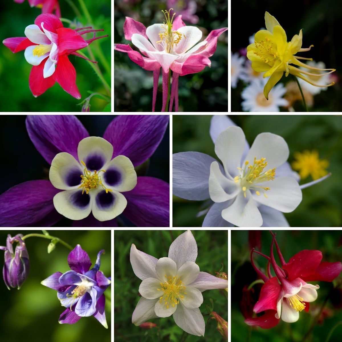 Aquilegia- McKana Giants Mix