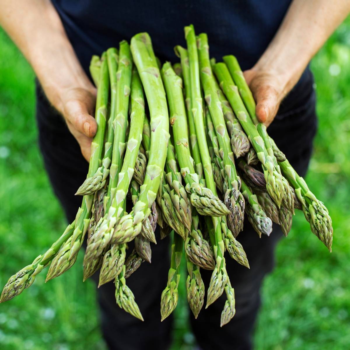 Asparagus- Connover's Colossal