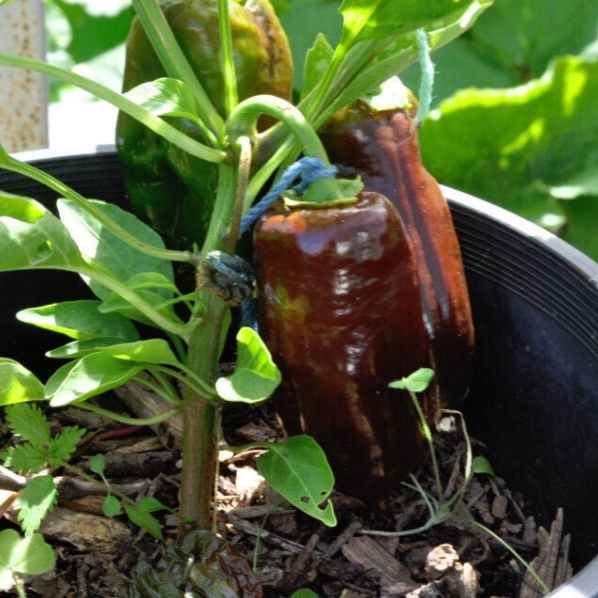 Capsicum- Chocolate Beauty