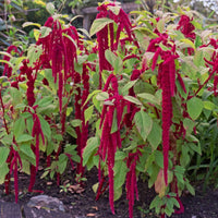 Amaranth- Caudatus Red